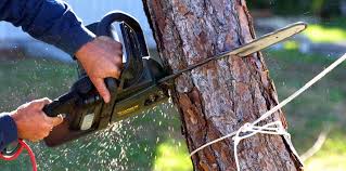 Trusted West Wyomissing, PA Tree Removal and Landscaping Services Experts